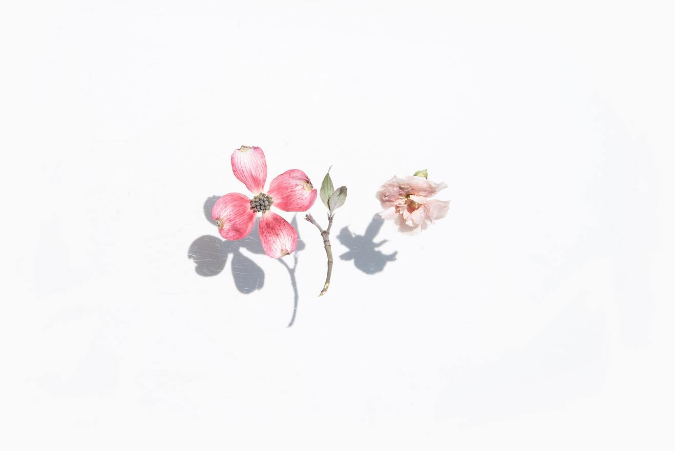 Dried flowers on white background