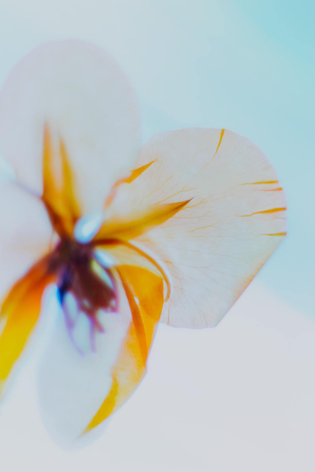 Macro photo of pressed flowers with colored lighting