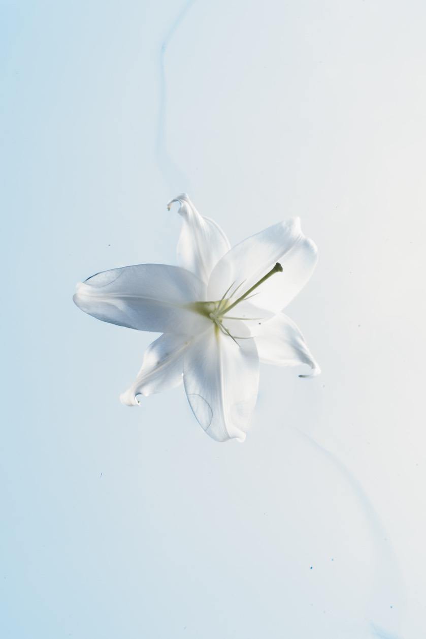 Lily on water with glass