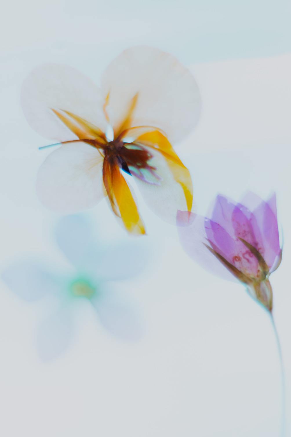 Macro photo of pressed flowers with colored lighting