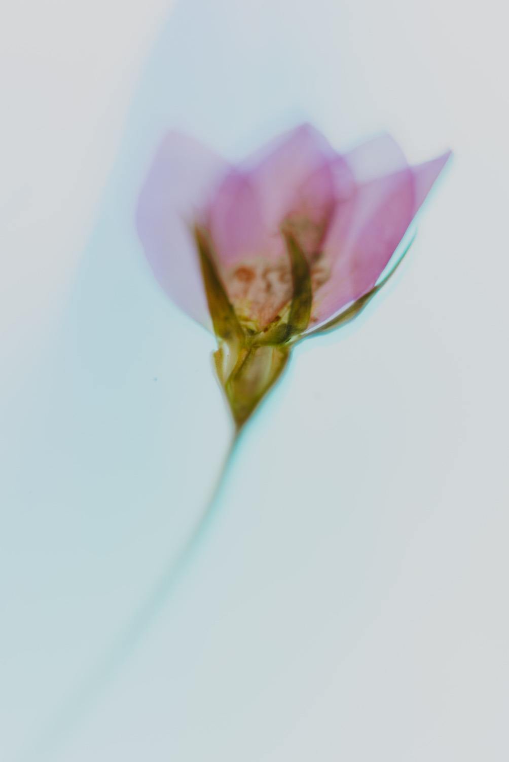 Macro photo of pressed flowers with colored lighting