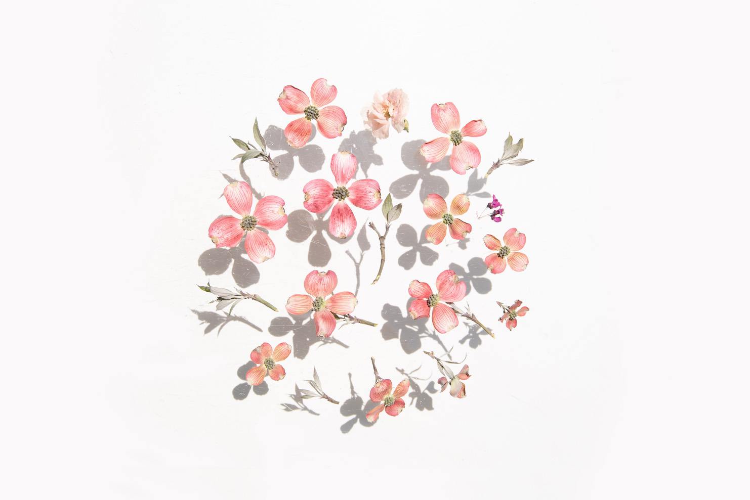 Dried flowers arranged on white background